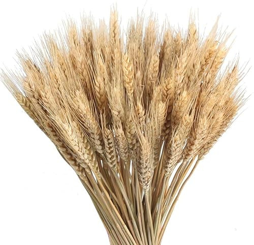 FALSKT 100PCS Spighe Di Grano Decorative Fiori Secchi Naturali Fiori Finti Grano Per Decorazioni Casa Balcone Giardino Matrimonio Vaso DIY 40 Cm