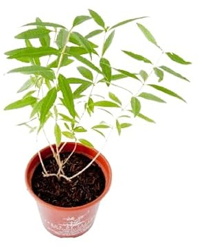 Hierbaluisa Orgánica | DECOALIVE | Aloysia Citrodora | Cultivada con Amor