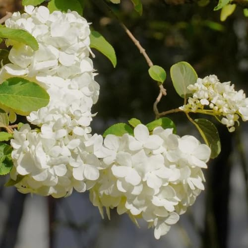 Hortensien - sträucher balkonpflanzen gartendeko für draußen bio blumendeko für sonnige plätze immergrüne sträucher winterhart sommerblumen stauden winterhart mehrjährig 60Samen