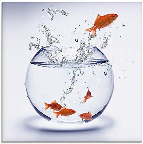 ARTLAND Wanddeko Glasbilder Wandbild Glas Bild einteilig 50x50 cm Quadratisch Tiere Fische Goldfisch Aquarium Wasser T5XF