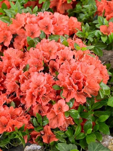 Rhododendron obtusum 'Geisha Orange' 30–40 cm – WINTERHART, IMMERGRÜN, MEHRJÄHRIG – Japanische Azalee – Zierstrauch für Beet & Kübel