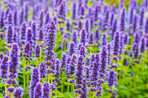 50 Graines Agastache anisée, Agastache Rugosa, graines de Menthe Coréenne