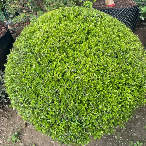 semi di agrifoglio, selvatiche arbusti resistenti resistenti per giardini rocciosi siepi giardino vecchie varietà di 200pcs