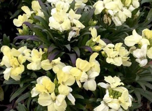 Buy4seeds 100 Seeds WallFlower White Dame Perennials Useful Easy for Grow Garden