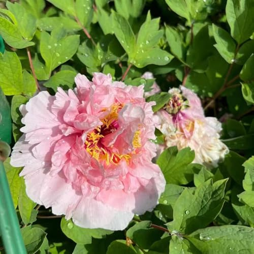 pfingstrosen winterharte stauden exotische blumenzwiebel frühblüher deko - Seltene serie - pflanzendeko frühlingsblumen blumendeko 3zwiebeln