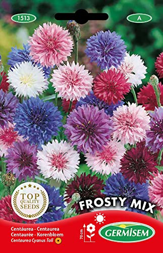 Germisem Kornblume FROSTY MIX EC1513 mehrfarbig