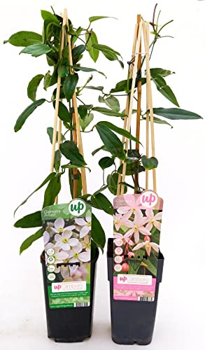 POWERS TO FLOWERS - CLEMATIS ARMANDII BIANCA e ROSA, piante vere