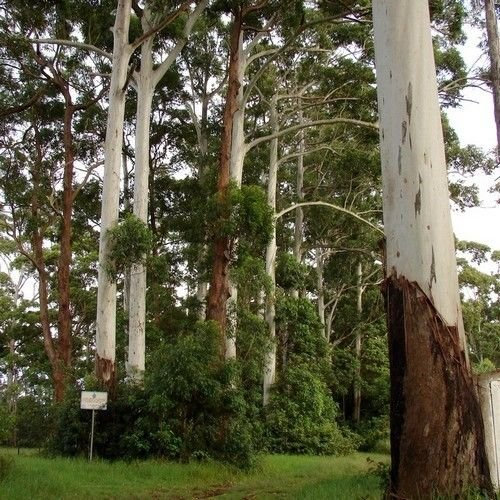 Eukalyptus Rosa Semina Gummibaum (Eukalyptus grandis)