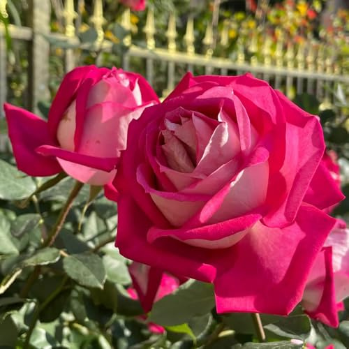 Semillas de rosal trepador, resistente y fragante de sombra, perennes resistentes variedades antiguas, primavera 500pcs
