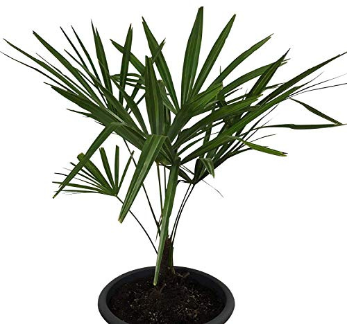 Winterharte Hanfpalme **Trachycarpus fortunei** 10 Samen ***Bis -20 Crad Frosthart***
