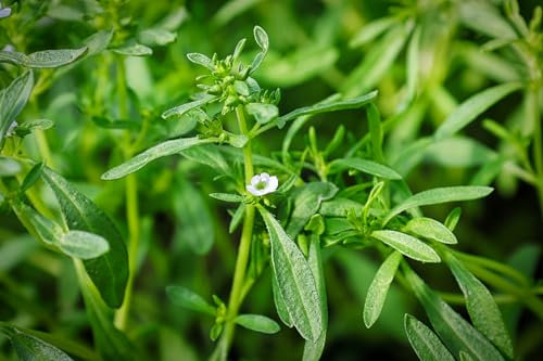 Just Seed Herb - Summer Savory - Satureja hortensis - 500 Seeds