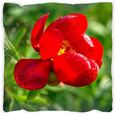 Wallario Dekokissen 40 x 40 cm, Wilde rote Pfingstrose in Nahaufnahme, beidseitig Bedruckt, Kuschelkissen mit weicher Plüsch-Oberfläche