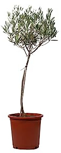 Olivo Natural de 50cm de Altura Idela para el Exterior del Hogar