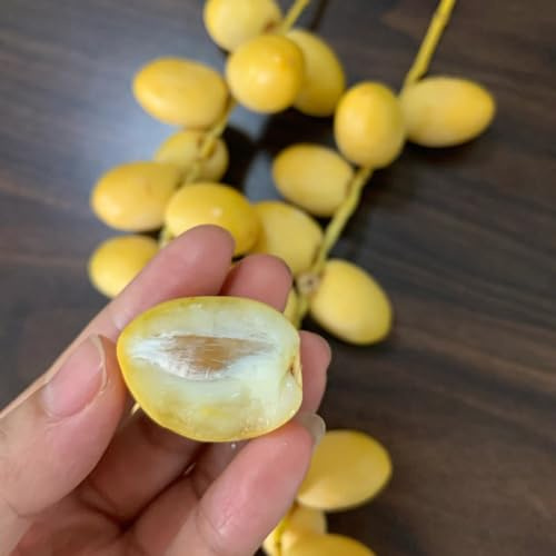 semillas de palmera datilera - resistentes variedades antiguas exterior balcón 50pcs