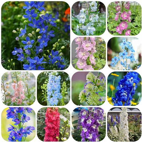 Delphinium giardino, d'appartamento rare giardino sul balcone, per gli amanti decorazioni per il soggiorno con in vaso esotico 750semi