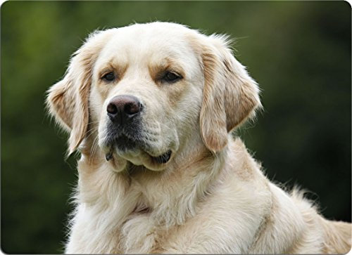Nanyuk +++ Golden Retriever - SCHNEIDEBRETT Dekoteller Glasbrett Dekoglas - GOL 01