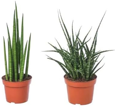 Sansevieria - Pack 2 Plantas Diferentes - Planta Espada o Planta Serpiente - Plantas Naturales