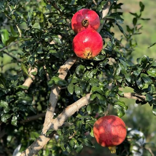 Semillas resistentes del granado, Los enanos son resistentes de granada, Punica granatum, para jardin 150pcs