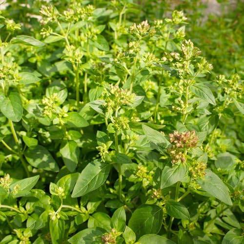 Semillas de mejorana perenne resistente, variedades antiguas, origanum majorana, silvestres 400pcs