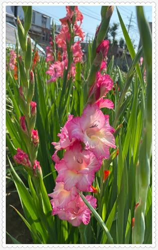 Gladiolus Bulbs Strong Plants That Grow Well Mix Golden Jade Carving Feels Beautiful Now Mixed Garden Crop for Planting Now UK -5 Bulbs-j