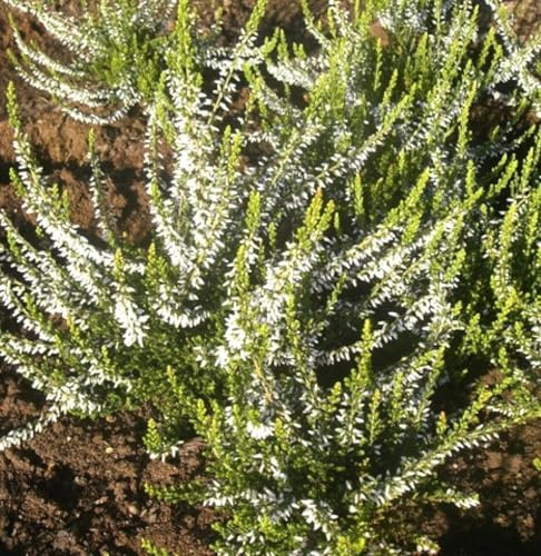 3 Stck. Besenheide Calluna Melanie Sommerheide immergrün 15-20 cm winterhart