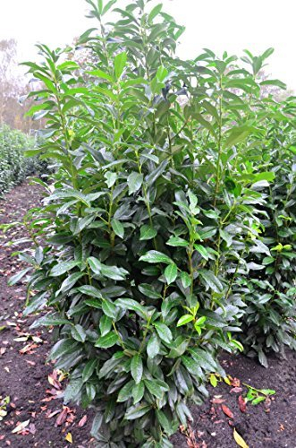 immergrüner Kirschlorbeer Prunus laurocerasus Genolia -R- 80-100 cm hoch im 7,5 Liter Pflanzcontainer