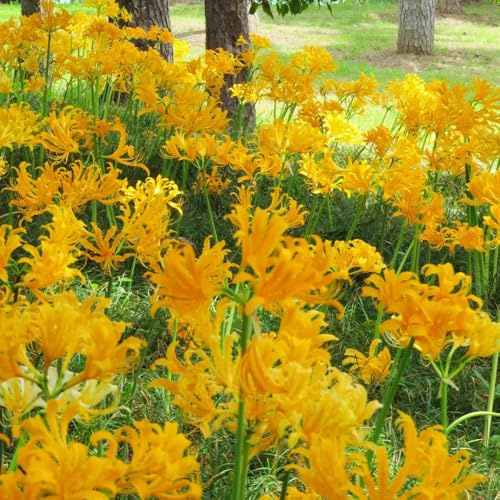giglio ragno - Lycoris Radiata silvestres jardín primavera decorazione balconi bulbi resistenti balcone perenni resistenti 5pcs