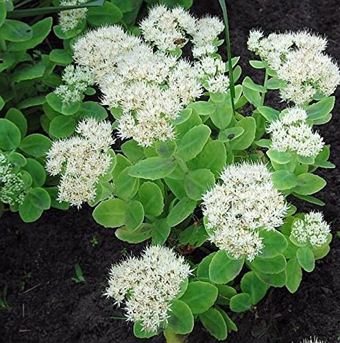 Prächtige Fetthenne Stardust - Sedum spectabile - lebende Gartenpflanze aus den Baumschulen