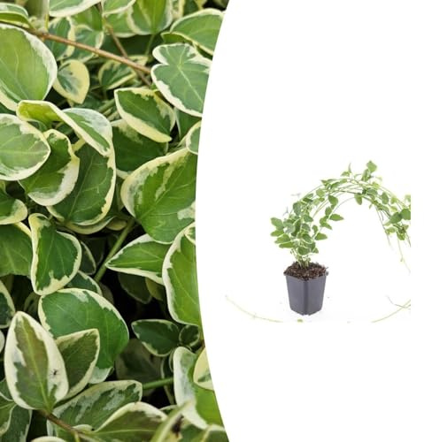 Vinca major 'Variegata' | 6 stuks - 10-25cm - Ø9cm - Planta de jardín