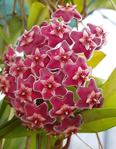 Hoya pubicalyx - wunderschöne hängende Zimmerpflanze ebenso Wachsblume oder Porzellanblume genannt - pflegeleichte Pflanze für das Wohnzimmer mit fantastischen Blüten