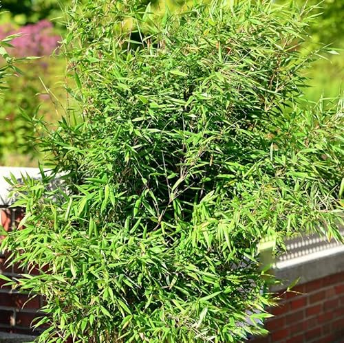 Gartenbambus Schwarzgrün 40-60cm - Fargesia murielae - lebende Gartenpflanze aus den Baumschulen