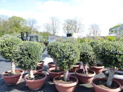 gruenwaren jakubik Bonsai Kugel Olivenbaum 140-170 cm knorrige urige Olive winterhart Olea Europaea Ölbaum