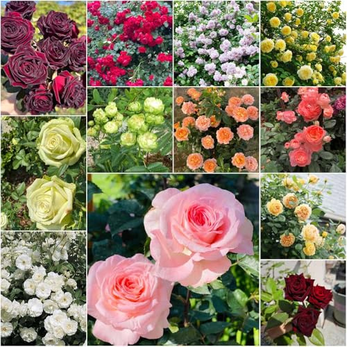 kletterrosensamen kletterrose gewächshaus balkon gartenblumen rosenbaum garden sträucher winterhart, blumensamen kaufen garten alte sorten gartenpflanzen 120samen