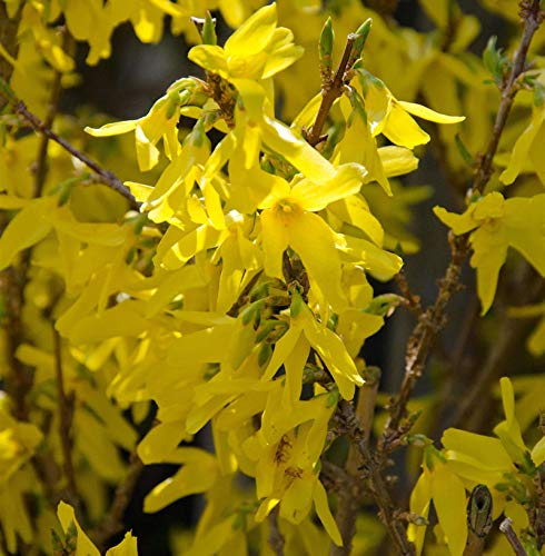 Forsythie Minigold 60-80cm - Forsythia intermedia - lebende Gartenpflanze aus den Baumschulen