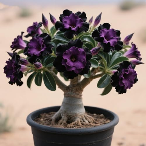 Exquisita rosa del desierto, adecuada para plantar al aire libre, resistente al frío, de rápido crecimiento, apto para principiantes.-3 rizomas-d