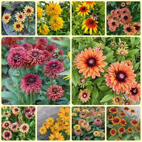 SonnenhutSamen, Rudbeckia laciniata, stauden winterhart mehrjährig gartendeko für draußen herbstblumen 600pcs