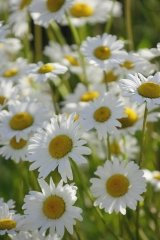 JustSeed - Wild Flower (British) - Oxeye Daisy Ox Eye - Leucanthemum vulgare -10g Seed - Amazing Display