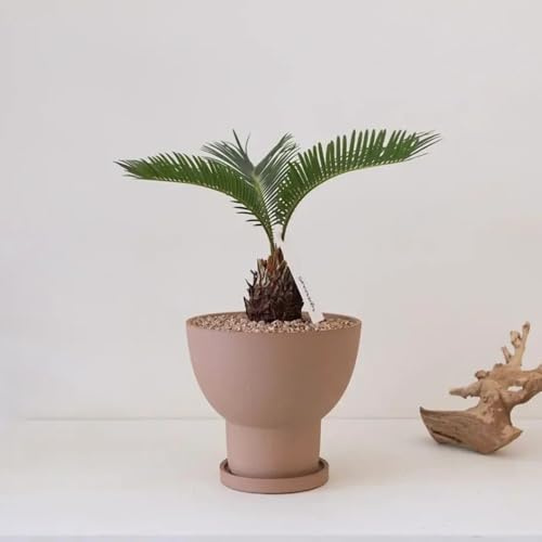 semillas de helecho palmera - interior exóticas resistentes al aire libre, jardín 15pcs