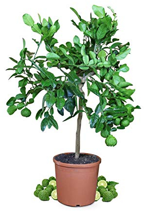 Meine Orangerie - Kaffir Limette Mezzo - Citrus Hystrix - Mauritius Papeda - Echte Kaffernlimette - Veredeltes Zitrus-Stämmchen in Gärtnerqualität im 6,5 Liter-Topf