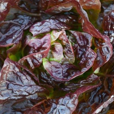 250 semillas de Lechuga Alkindus, peletizadas y granuladas