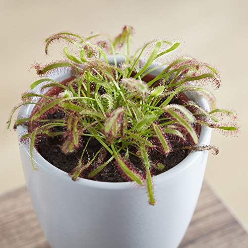 Sundew – drosera Capensis – 9 cm pot