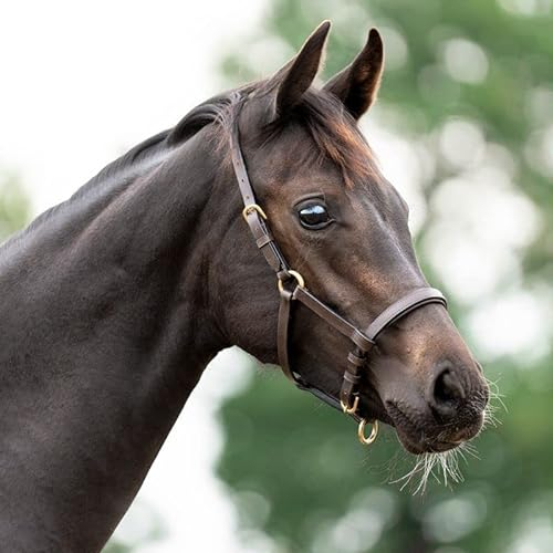 Lederfohlen- /Jährlingshalfter