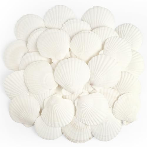 TaoQ C 20 Piezas Conchas Naturales, 6cm - 8cm Blanco Conchas Marinas Naturales Conchas Grandes para Artesanías Bodas decoran Fiestas temáticas de Playa, peceras y Rellenos de jarrones