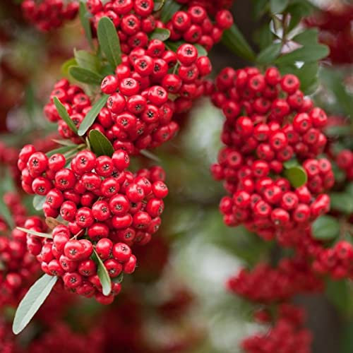 Graines d'aubépine de l'Himalaya, Crataegus Crenulata Pyracantha 20 grani