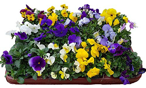Mélange de fleurs de printemps 12 Hornveilchen Mix im 9,5cm Topf