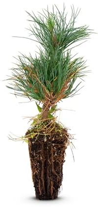 Frische, junge, lebende Zirbe (Pinus Cembra/Zirbelkiefer) - ca. 10-15cm hoch - Nadelholz - echte Pflanze zum Einsetzen