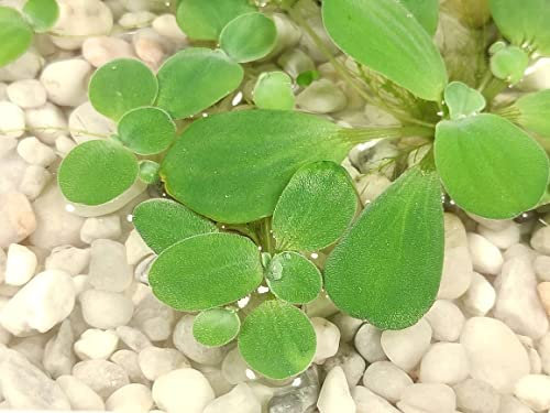 10 x Water Lettuce Pistia Stratiotes - Aquarium Floating Live Plants Shrimp-Safe