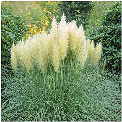 Cortaderia Selloana White Feather Grass Plant in 9cm Pot, Silky White Ornamental Plumes 3fatpigs®