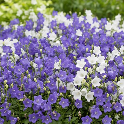 GardenersDream 2x Campanula Jingle Piante in Vaso – Affascinanti Campanule Bianche e Blu da Giardino – Piante Perenni Resistenti per Giardino e Bordure (incl. Vaso 11 cm)