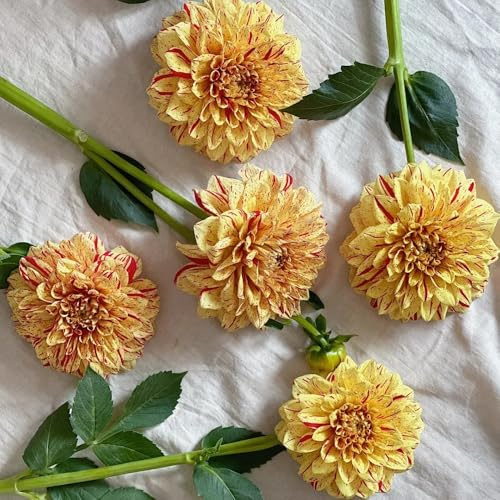 tuberi di dalia - giardino resistenti decorazione interno, balcone 6pcs